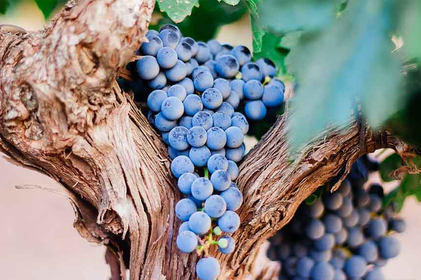 葡萄树龄对葡萄酒有哪些影响？