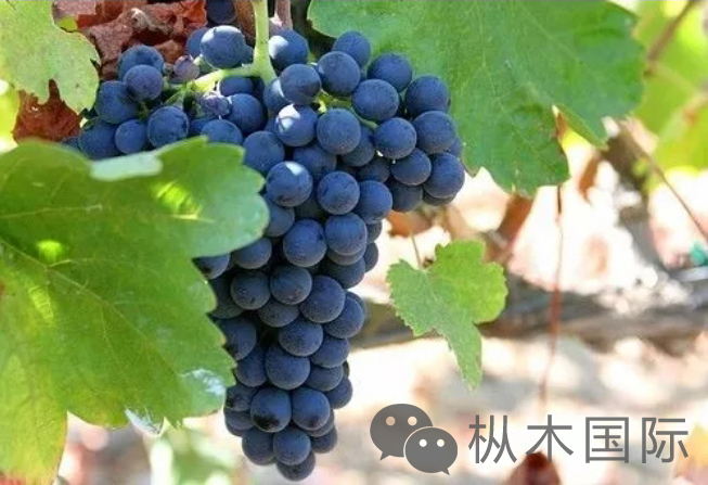 西拉-设拉子.jpg